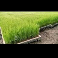فروش نشای طارم کیانی