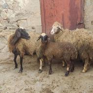 فروش یک جفت گوسفند همراە برەهاشون