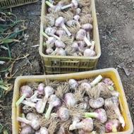 سیر محلی درجه 1
