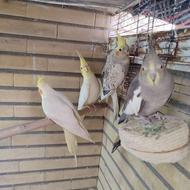 عروس هلندی عروس