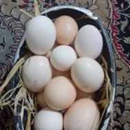 تخم مرغ خریدارم نسل دار
