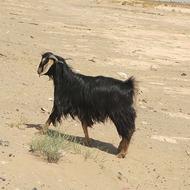 تروشت 13 اون سهر 9
