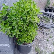 شمشاد بزرگ گلدونی