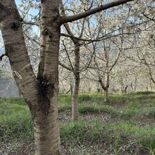 فروش و تهاتر زمین مسکونی 1750 متر در بوالقلم با ویو ابدی