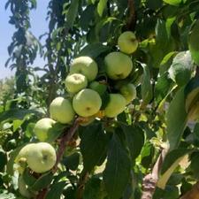 باغ 1200 متر در جاده امند با اب و برق