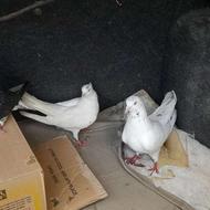 تک پر ساعت بالا