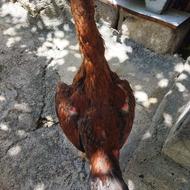 خروس لاری سرحال