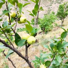 160متر زمین ییلاقی خوش ویو منطقه برند نمارستاق بامدارک