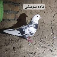 کفتر فروشی 3تا