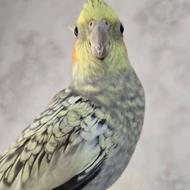 جفت عروس هلندی