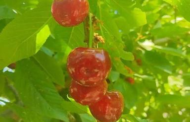 200متر زمین ییلاقی روی تپه ویو ابدی و درختان چند ساله