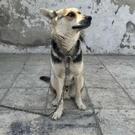 واگذاری میکس ژرمن هاسکی 1 ساله نر چشم دورنگ