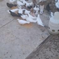 کبوتر،پرنده