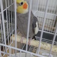 گمشده محدوده نعلبندان