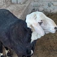 قوچ تخمی یک ساله