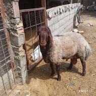 فروش قوچ هترو
