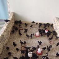 جوجه بیست روزه