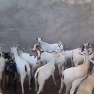 بزوکهره درجه یک