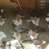 کبوتر تکپر و دورگ