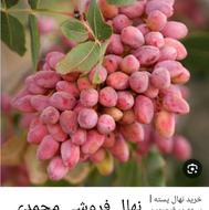 نهال فروشی محمدی