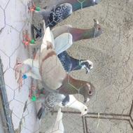 ماده پلاکی .زاغ مسافتی کفتر رسمی