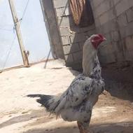 خروس لاری تاجمهر