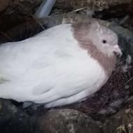 نروماده کله