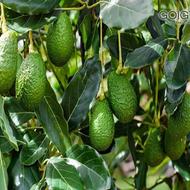 باغبان درفضای سبز کاشت وداشت درخت