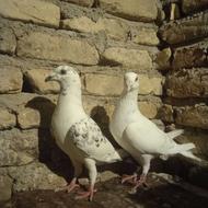 یه جفت سار اوغون با سوسکی