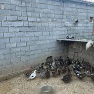 آوردک رشتی 40تا