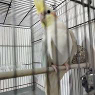 عروس هلندی نر وماده