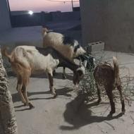 بز نر خوب برای قربانی