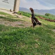 خروس لاری قد بلند