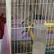 جفت نرماده فقط تماس