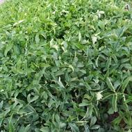 نشا گوجه آلمانی