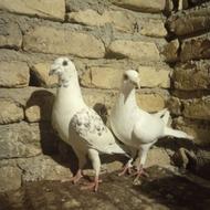 سار اوغون با سوسکی چیل