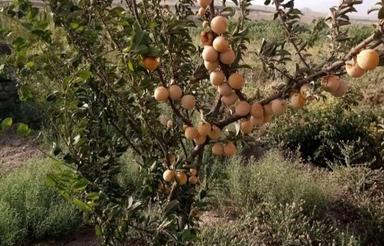 باغچه دیزیجان
