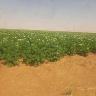 سیب اکریا 401
