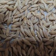 جو ابی چاق