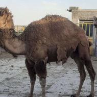 شوتور سالم و خوب