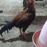 خروس لاری معاوضه با مرغ محلی