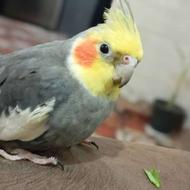 عروس هلندی مول