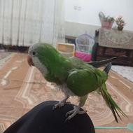 راهب سبز دستی