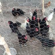 120تا مرغ و خروس تزئینی