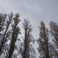 برای کار روی داربست