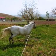 مادیان نژاد کرد