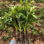 نشا گوجه فرنگی