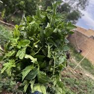نشا گوجه فرنگی