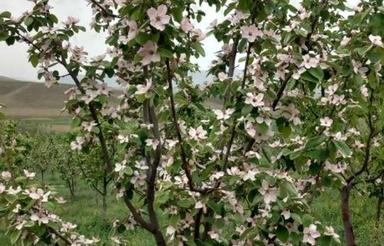 باغ میوه به محلی