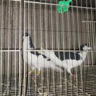 فروش یه جفت خوشرنگ